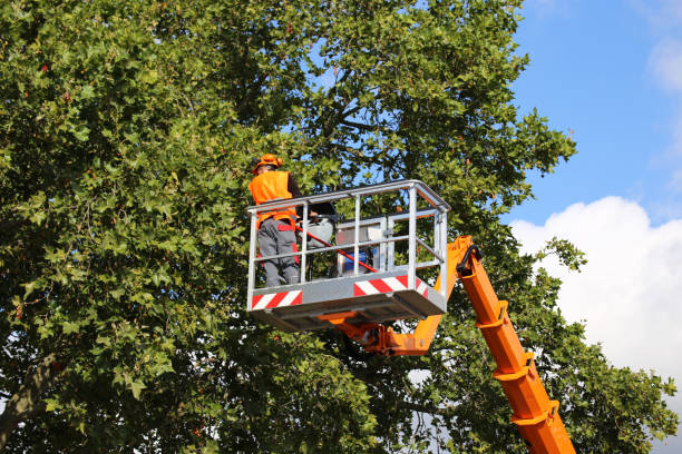 Best Commercial Tree Services  in Hutchinson, MN